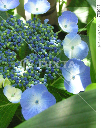 Flower hydrangea Flower hydrangea 753041