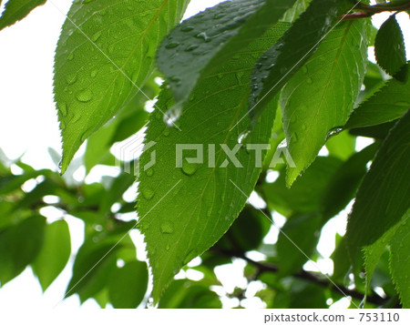 等待夏天 等待夏天 753110