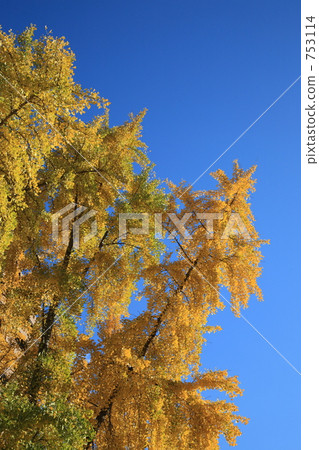 銀杏的黃葉 753114