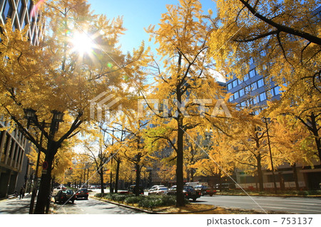 The yellow leaves of ginkgo trees of Midosuji 753137