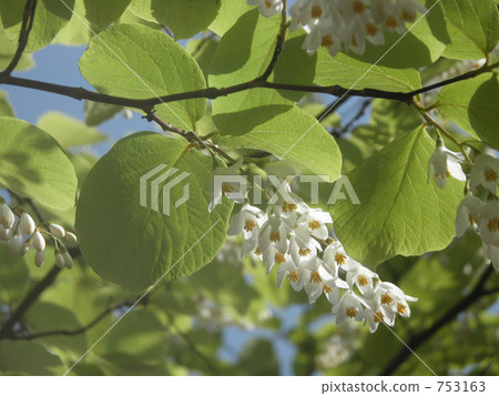 玉鈴花 玉鈴花 753163