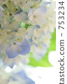 繡球花高調 繡球花高調 753234