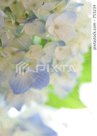Hydrangea high key Hydrangea high key 753234
