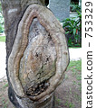 old tree, tree, assorted trees 753329