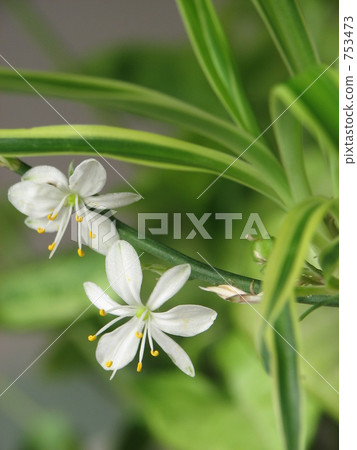 Flowers of Orizururan 753473