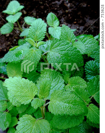 Growing lemon balm 753628