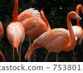 Beni Iro Flamingo 753801
