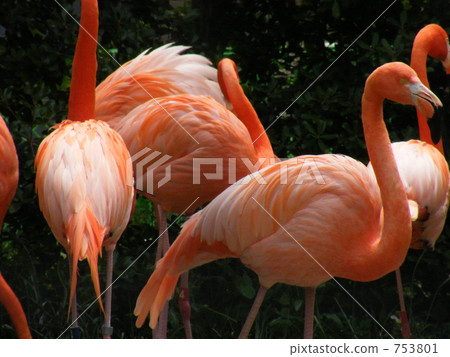 Beni Iro Flamingo Beni Iro Flamingo 753801