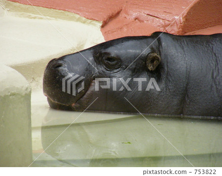 河馬 河馬 753822