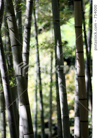 Bamboo grove Bamboo grove 754000