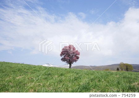 prunus sargentii, sargent's cherry, north japanese hill cherry 754259