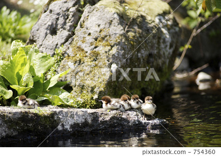 common merganser, water fowl, seaduck 754360