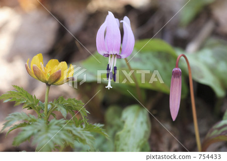 dogtooth, adonis ramosa 754433