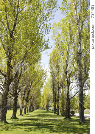 一排楊樹 日本前田森林公園 大道 754485