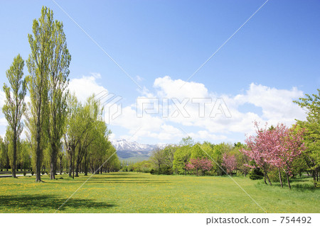 maeda forest park, double-flowered cherry tree, mt. teine 754492