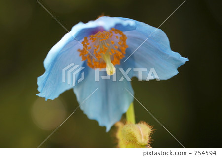 藍注 藍注 754594