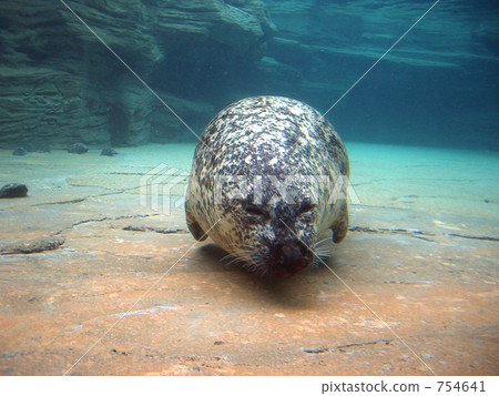 seal  754641