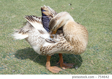 A duck to be groomed A duck to be groomed 754642