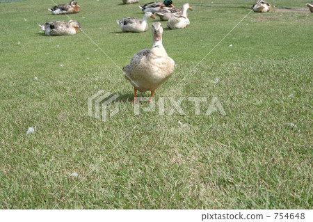 A duck facing the front A duck facing the front 754648