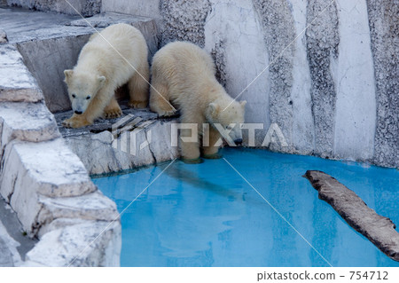 polar bear, two animals, maruyama zoo 754712