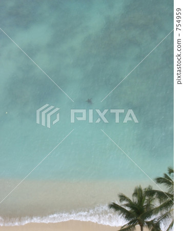 海龜 夏威夷 沙灘 754959