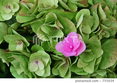 hydrangea   755034