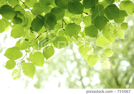 Refreshing young leaves Refreshing young leaves 755067