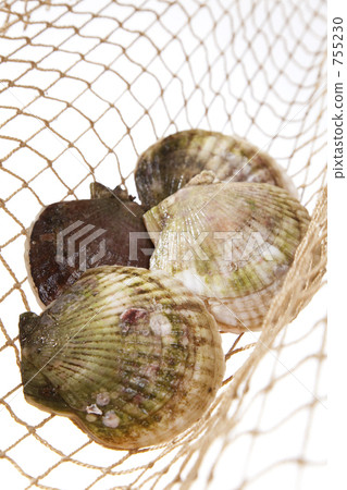 Scallop shellfish 755230