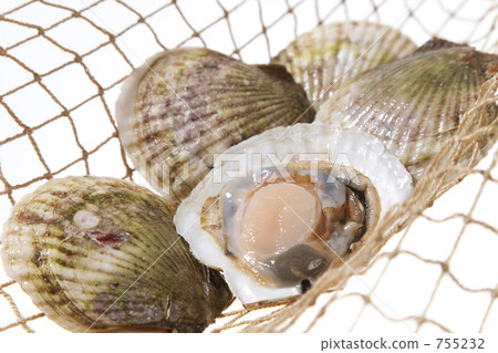 Scallop shellfish 755232