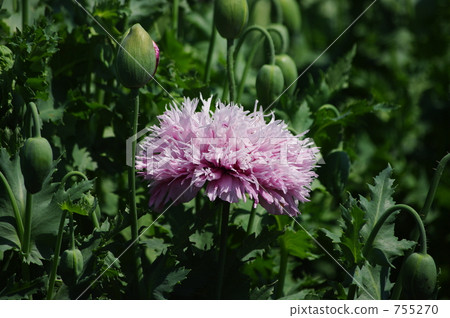 bloom, blossom, blossoms 755270