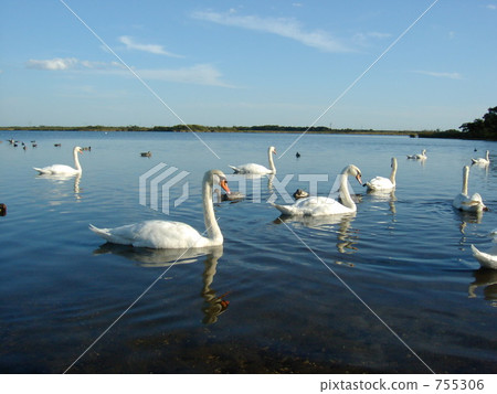 swan, swans, lake utonai 755306