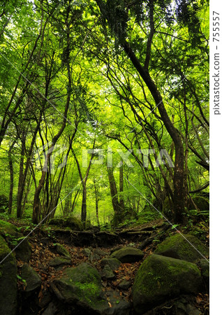 The virgin forest of the Men pond spring and spring group 755557