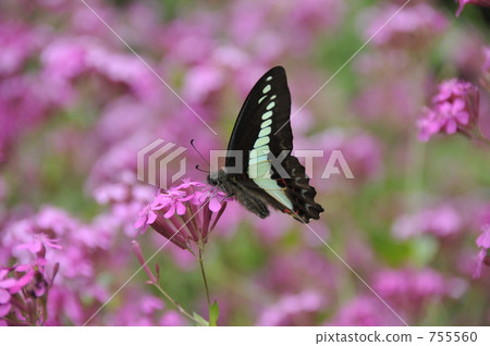 常見的青蠅 755560