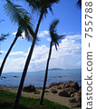 sunlight, beach, coconut palm 755788