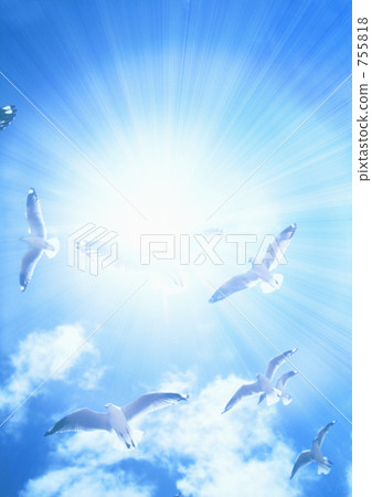 藍天,太陽和海鷗 藍天,太陽和海鷗 755818