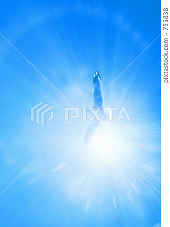 藍天,太陽和海鷗 藍天,太陽和海鷗 755838