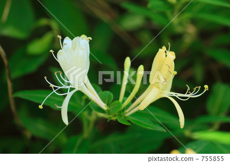 金銀花 金銀花 755855