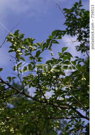Egonoki's white fruit and blue sky Egonoki's white fruit and blue sky 756013