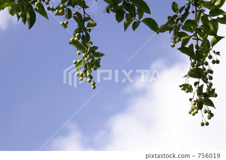 Fruit and leaves of falling eggplant 756019
