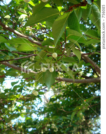 Egonoki葉子和白色果子 Egonoki葉子和白色果子 756085