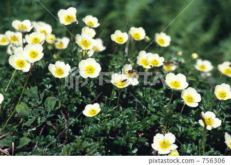 Flower garden on the cloud 756306