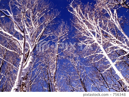 white birch, japanese white birch, trees 756348
