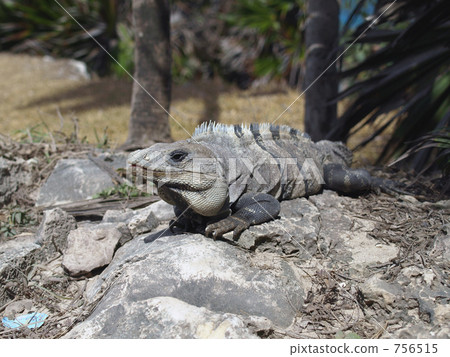 Iguana of Tulum 756515