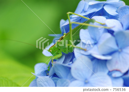 繡球花和蚱蜢 756536
