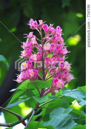 Akafuka Tochigi 756596