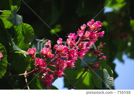 Akafuka Tochigi Akafuka Tochigi 756598