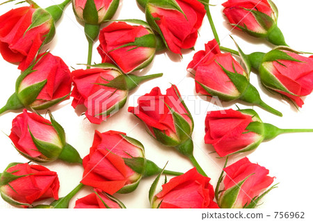 Red rose cut flowers Red rose cut flowers 756962