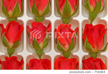 A red rose A red rose 756964