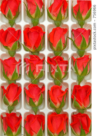 A red rose A red rose 756966