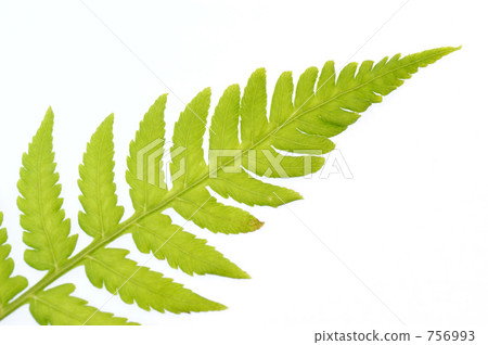 leaf leaf 756993